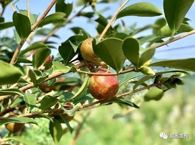 四川最大丨叙永县精炼油茶加工基地建成投用(图6)