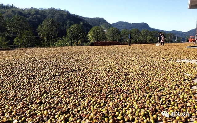 四川最大丨叙永县精炼油茶加工基地建成投用(图7)