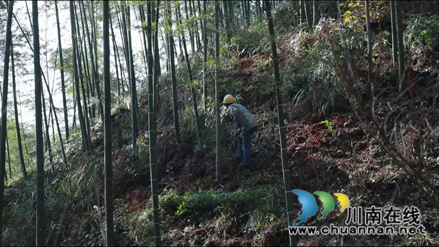 合江县：多措并举筑牢森林防火墙(图5)