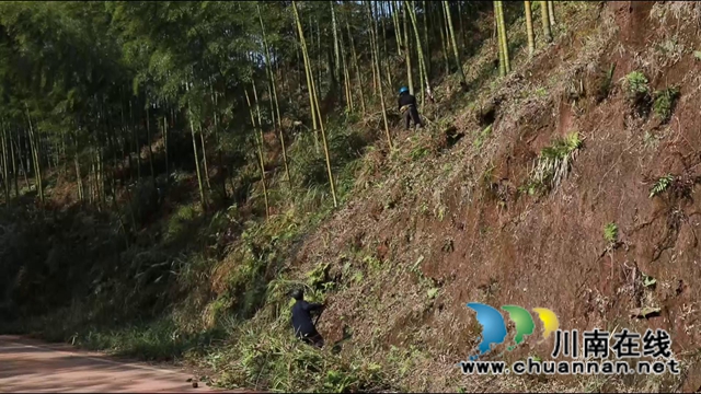 合江县：多措并举筑牢森林防火墙(图4)