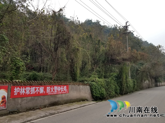 龙马潭区小市街道：开展森林防火宣传，防患于未“燃”(图3)
