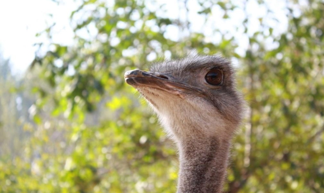 稀罕事！这些体形巨大的鸟被圈养在古蔺大山里……(图1)