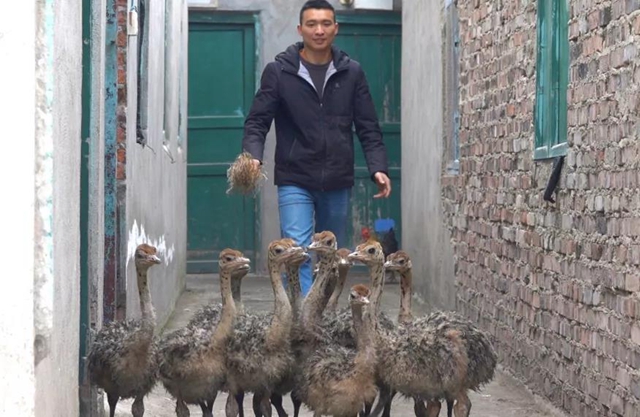 稀罕事！这些体形巨大的鸟被圈养在古蔺大山里……(图2)