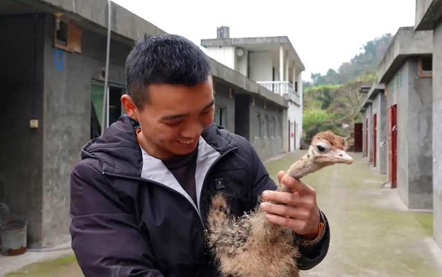 稀罕事！这些体形巨大的鸟被圈养在古蔺大山里……(图4)