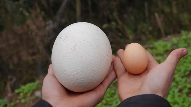 稀罕事！这些体形巨大的鸟被圈养在古蔺大山里……(图5)