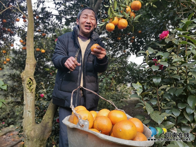 泸县毗卢镇脱贫榜样唐登元：坐在轮椅上品尝脱贫的喜悦(图2)