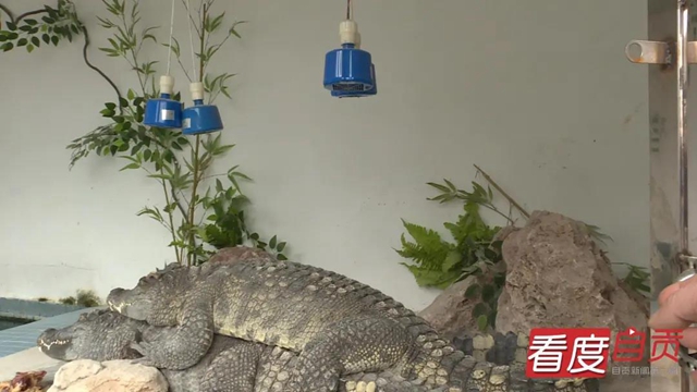 免费WIFI全园区覆盖！自贡动物园改造升级完成，TA们也有福利哦！(图2)