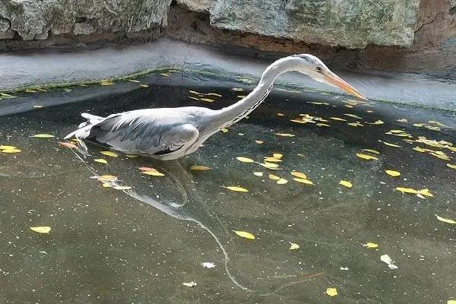 免费WIFI全园区覆盖！自贡动物园改造升级完成，TA们也有福利哦！(图5)