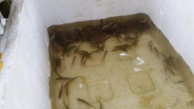 网店销售野生鱼?泸州市监立即行动!(图4) 网店销售野生鱼?泸州市监立即行动!(图4)