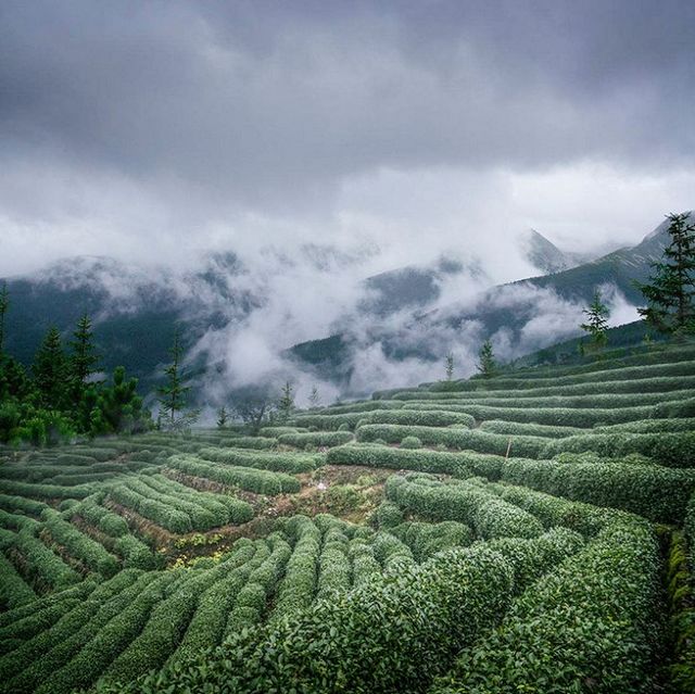 2月5日开采！宜宾早茶又要上新了！