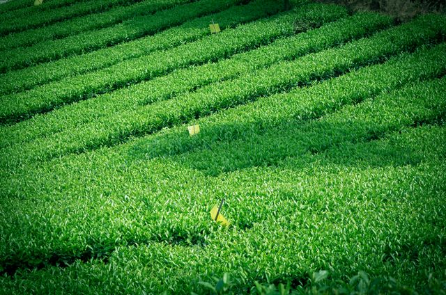 2月5日开采！宜宾早茶又要上新了！(图3)