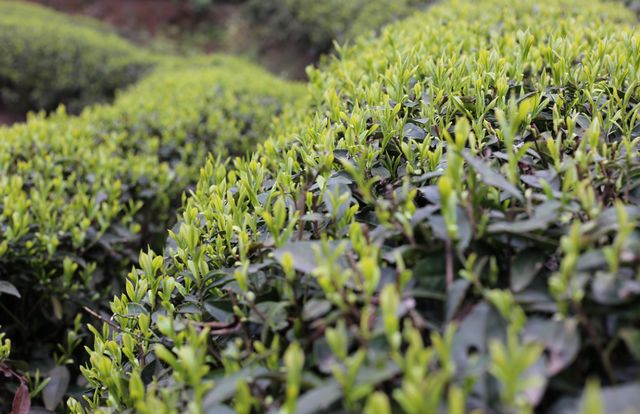 2月5日开采！宜宾早茶又要上新了！(图5)