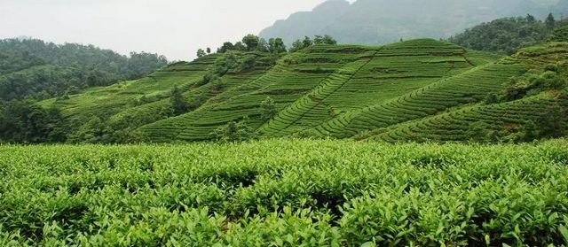 2月5日开采！宜宾早茶又要上新了！(图8)