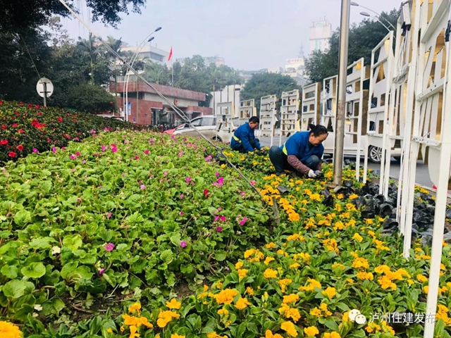 最美色彩迎新年，百万盆鲜花扮靓泸州城！(图2)