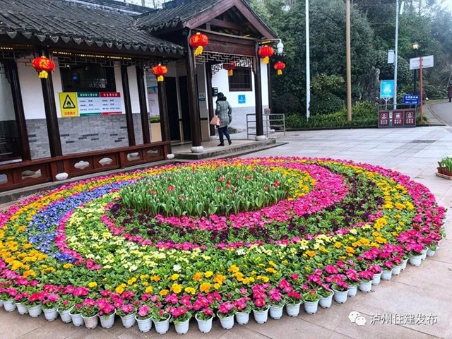 最美色彩迎新年，百万盆鲜花扮靓泸州城！(图3)