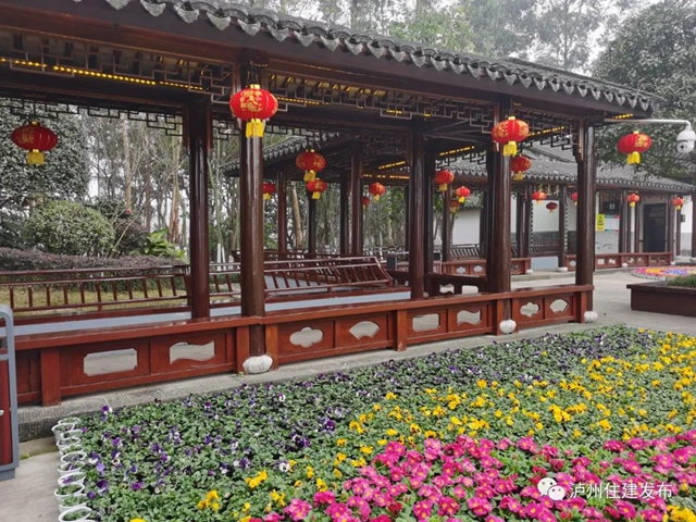 最美色彩迎新年，百万盆鲜花扮靓泸州城！(图4)