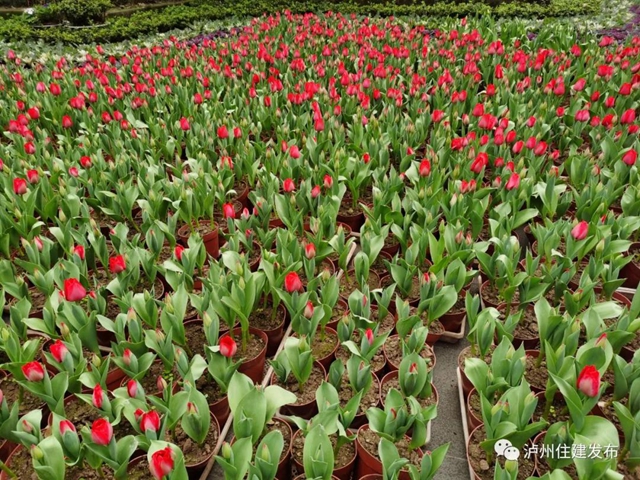 最美色彩迎新年，百万盆鲜花扮靓泸州城！(图6)