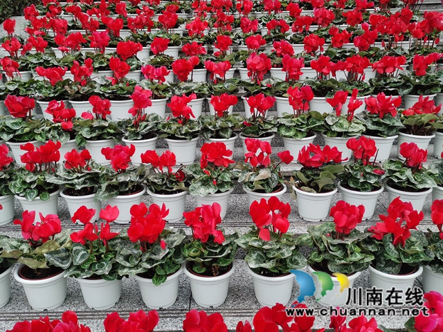 记忆合江，在这里寻找年的味道！(图1)