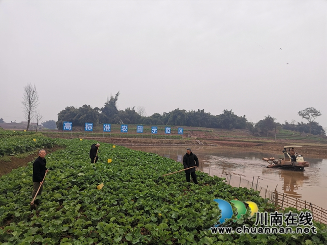 立春到农事忙  泸县春耕备耕正当时(图4)