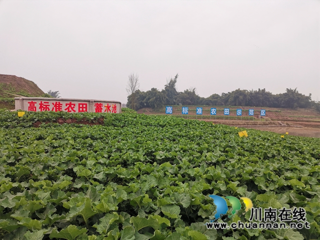 立春到农事忙  泸县春耕备耕正当时(图6)