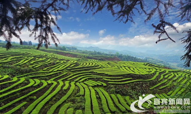 第十四届中国•宜宾早茶节开园采摘活动明日举行