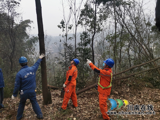 国网泸川公司做好森林防火排危确保群众温暖过冬(图3)