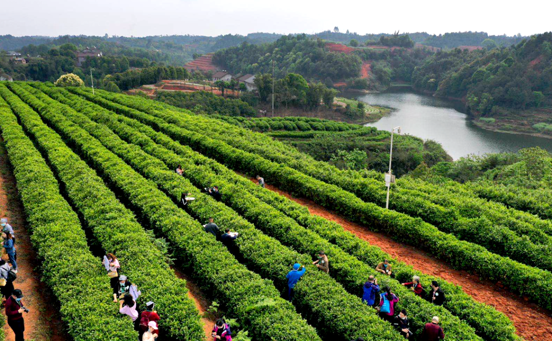 宜宾早茶节(图6)