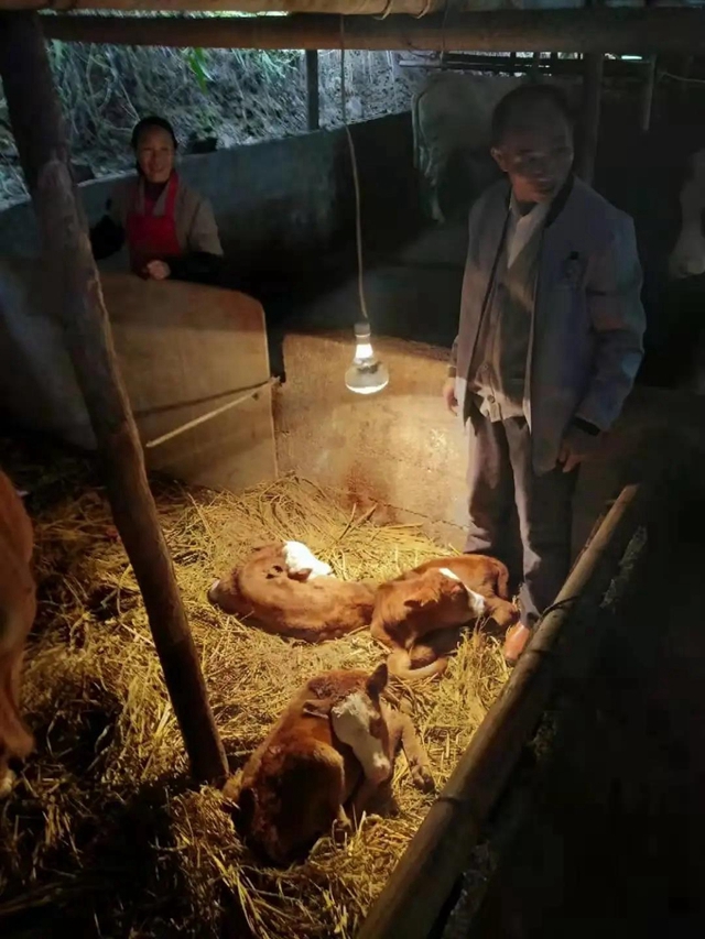 稀奇！宜宾一养牛场的母牛下了三胞胎！还有人出10万购买！(图1)