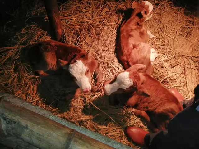 稀奇！宜宾一养牛场的母牛下了三胞胎！还有人出10万购买！(图2)