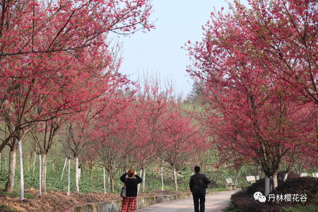 开园啦！丹林樱花谷今日开园(图2)