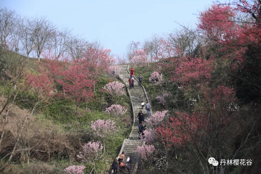 开园啦！丹林樱花谷今日开园(图3)
