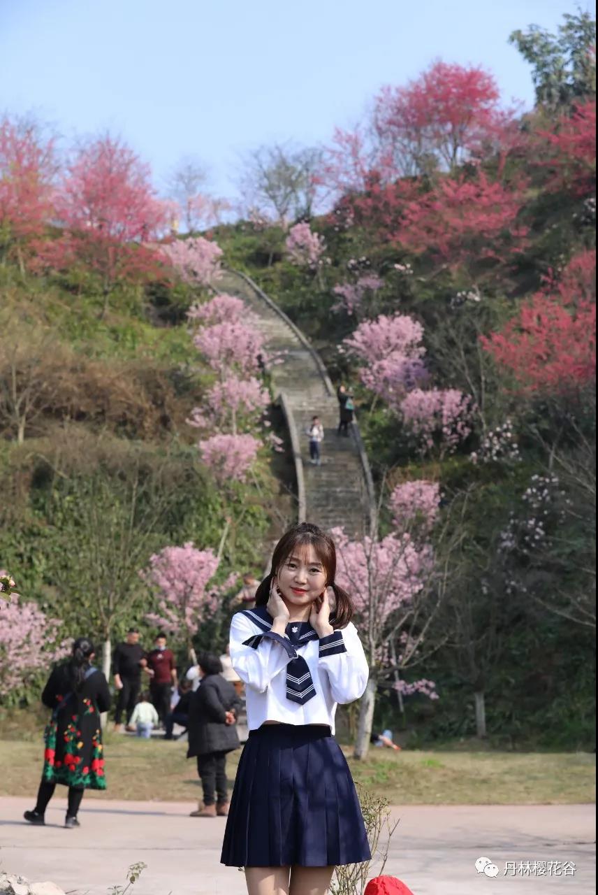 开园啦！丹林樱花谷今日开园(图4)