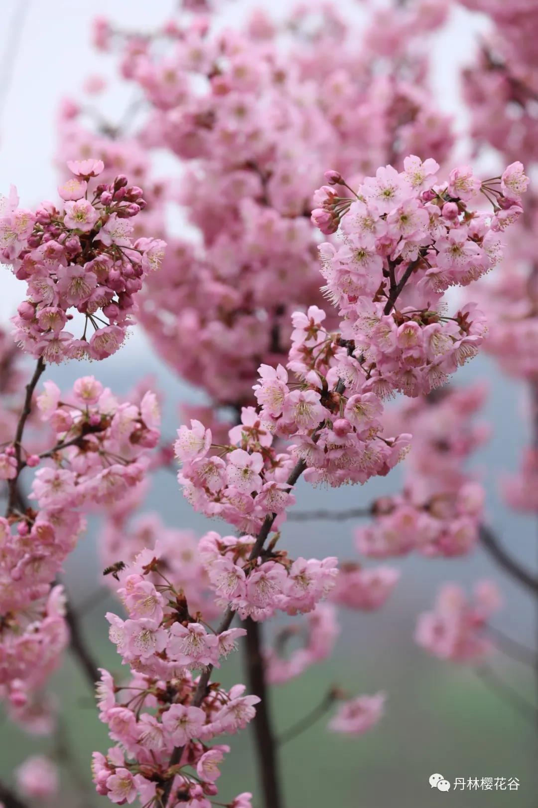 开园啦！丹林樱花谷今日开园(图5)