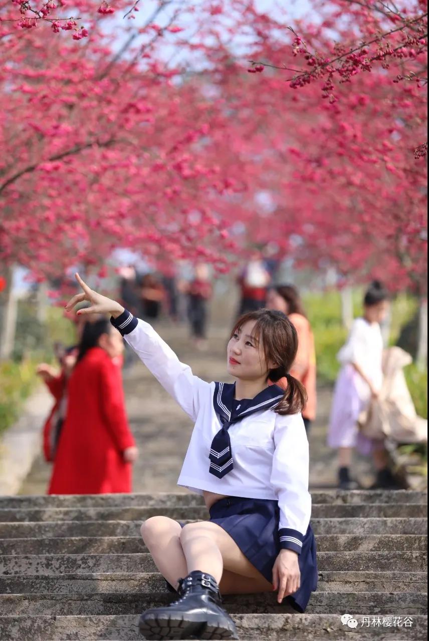 开园啦！丹林樱花谷今日开园(图7)