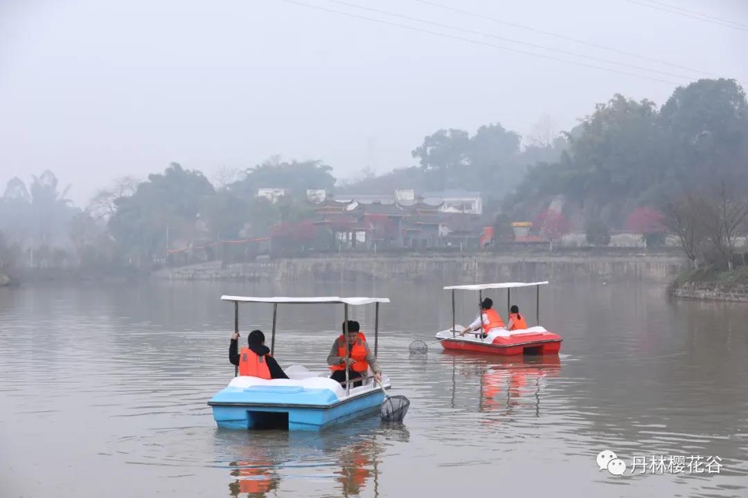 开园啦！丹林樱花谷今日开园(图10)