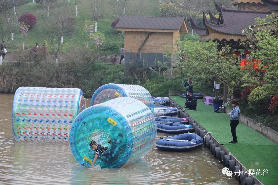 开园啦！丹林樱花谷今日开园(图11)