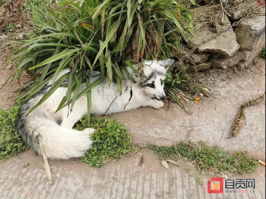 狐狸来拜年？这位自贡市民的做法必须点赞