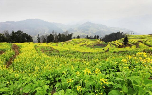 提醒！假期余额不足！去宜宾这些地方游玩还来得及！赏花、观展、踏青……(图12)