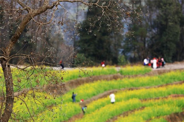 提醒！假期余额不足！去宜宾这些地方游玩还来得及！赏花、观展、踏青……(图14)
