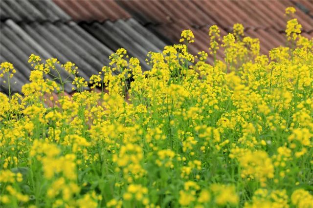 提醒！假期余额不足！去宜宾这些地方游玩还来得及！赏花、观展、踏青……(图16)