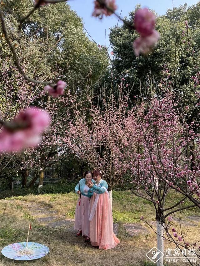 提醒！假期余额不足！去宜宾这些地方游玩还来得及！赏花、观展、踏青……(图17)