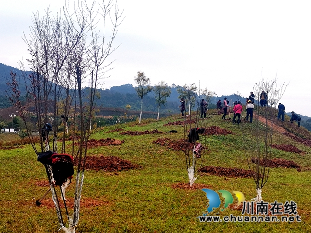泸县：植树添新绿，合力美家园(图2)