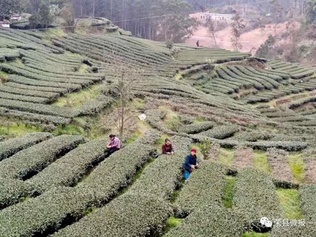 早春礼物｜春茶独芽飚至每斤110元，荣县茶农喜滋滋(图2)