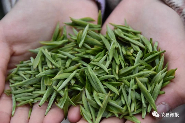 早春礼物｜春茶独芽飚至每斤110元，荣县茶农喜滋滋(图3)