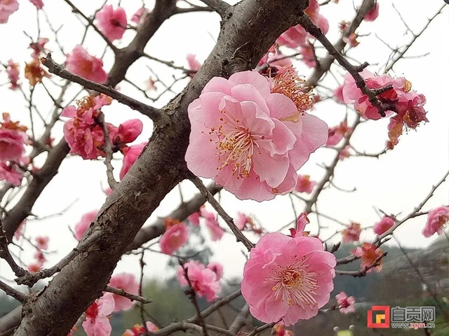 无边光景一时新！春到盐都——(图1)