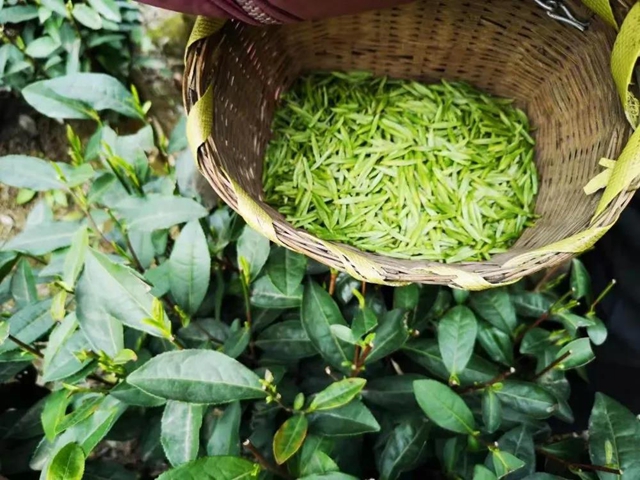 无边光景一时新！春到盐都——(图4)