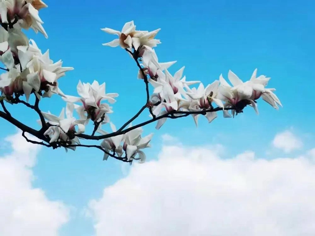 无边光景一时新！春到盐都——(图8)