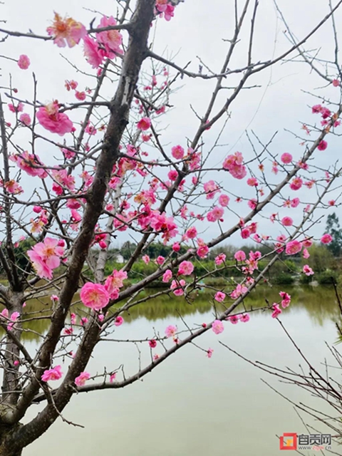 无边光景一时新！春到盐都——(图3)