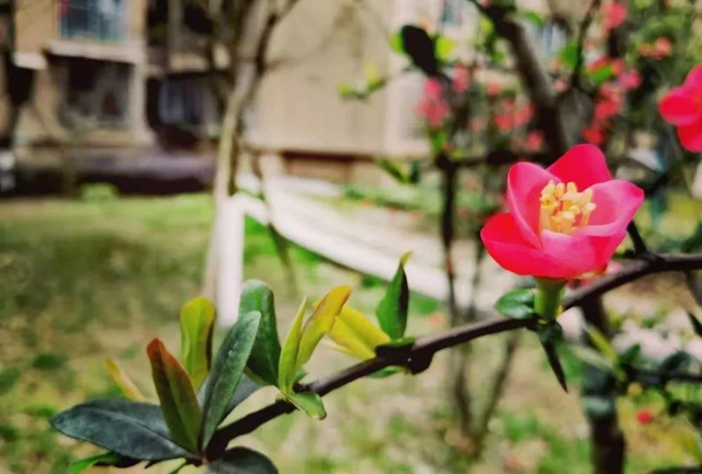 无边光景一时新！春到盐都——(图9)