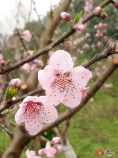 无边光景一时新！春到盐都——(图2)